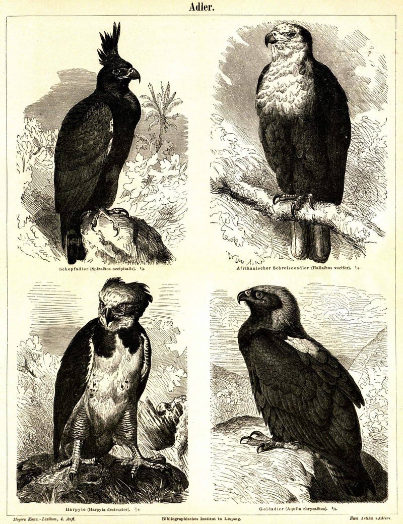 long-crested eagle (Lophaetus occipitalis), African fish eagle (Haliaeetus vocifer), harpy eagle (Harpia harpyja), golden eagle (Aquila chrysaetos); DISPLAY FULL IMAGE.