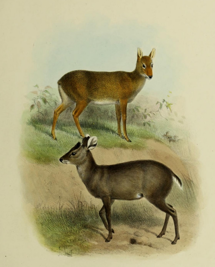 tufted deer (Elaphodus cephalophus); Image ONLY