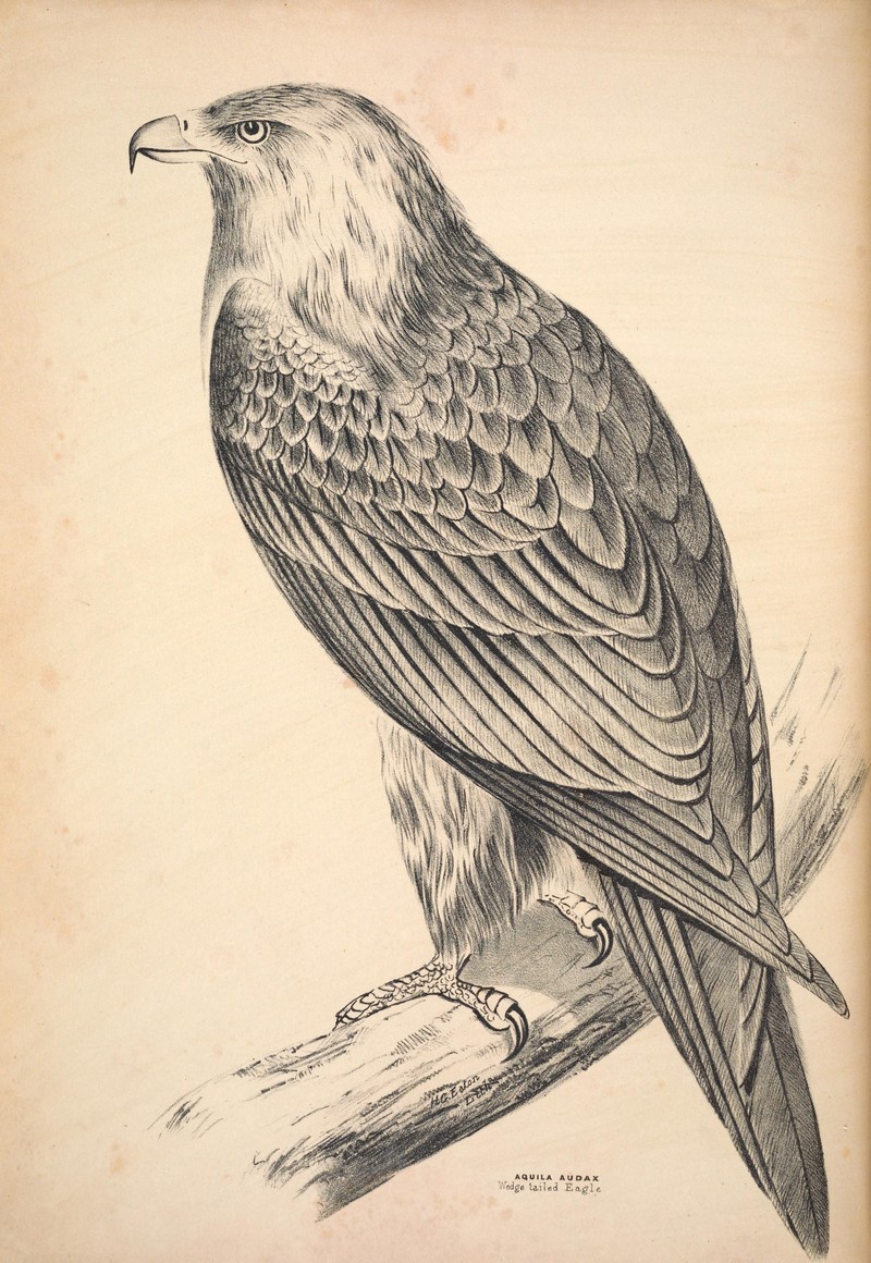 wedge-tailed eagle, eaglehawk, bunjil (Aquila audax); DISPLAY FULL IMAGE.