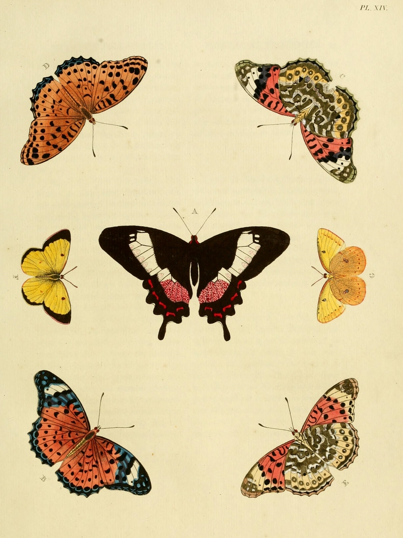Fluminense swallowtail (Parides ascanius), Indian fritillary (Argynnis hyperbius), moorland clouded yellow (Colias palaeno); DISPLAY FULL IMAGE.