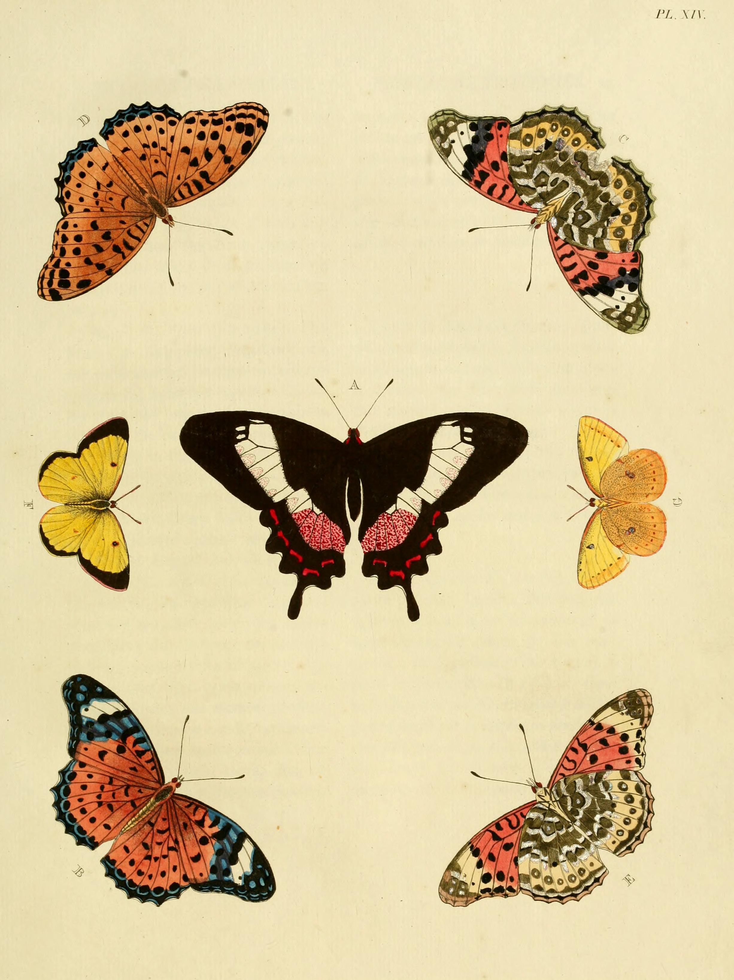 Fluminense swallowtail (Parides ascanius), Indian fritillary (Argynnis hyperbius), moorland clouded yellow (Colias palaeno); Image ONLY