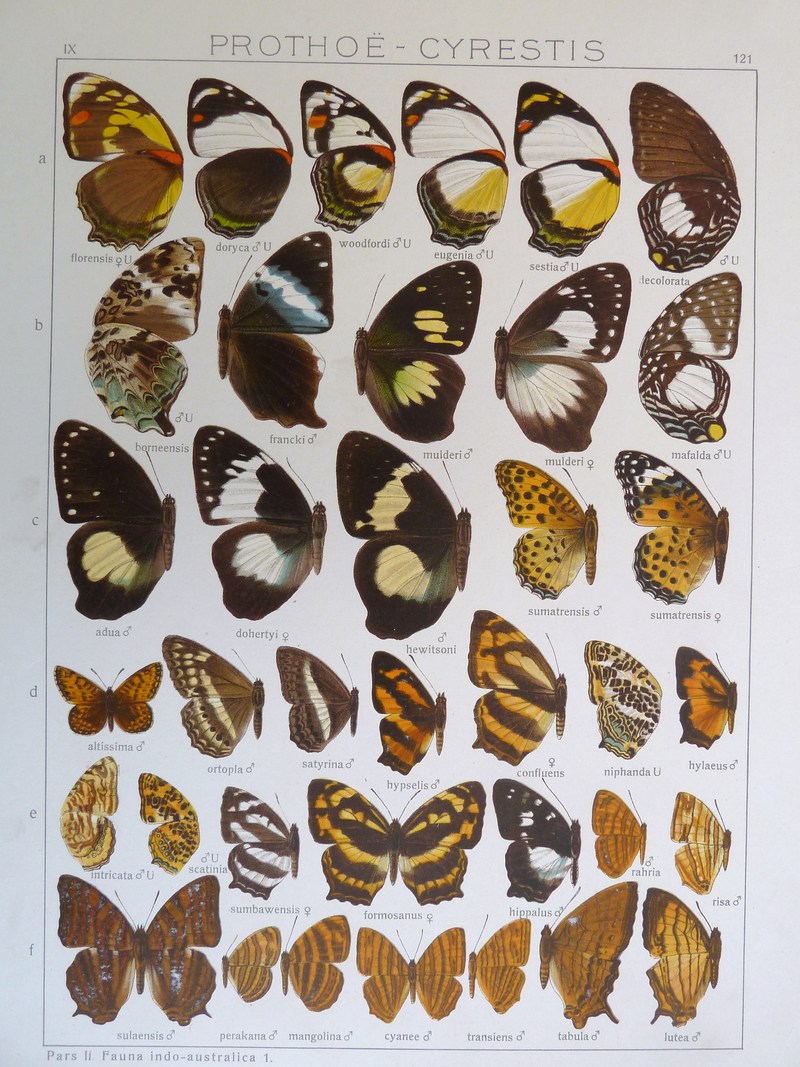 Fauna indo-australica 1. Lepidoptera; DISPLAY FULL IMAGE.
