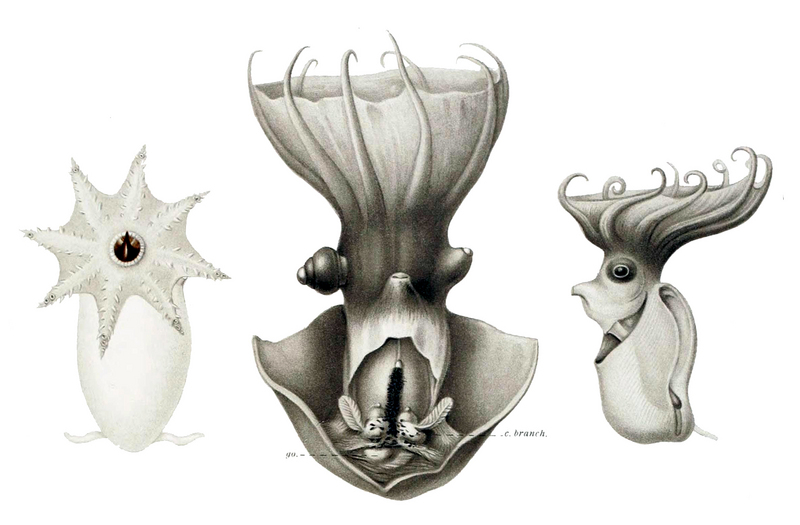 vampire squid (Vampyroteuthis infernalis); DISPLAY FULL IMAGE.
