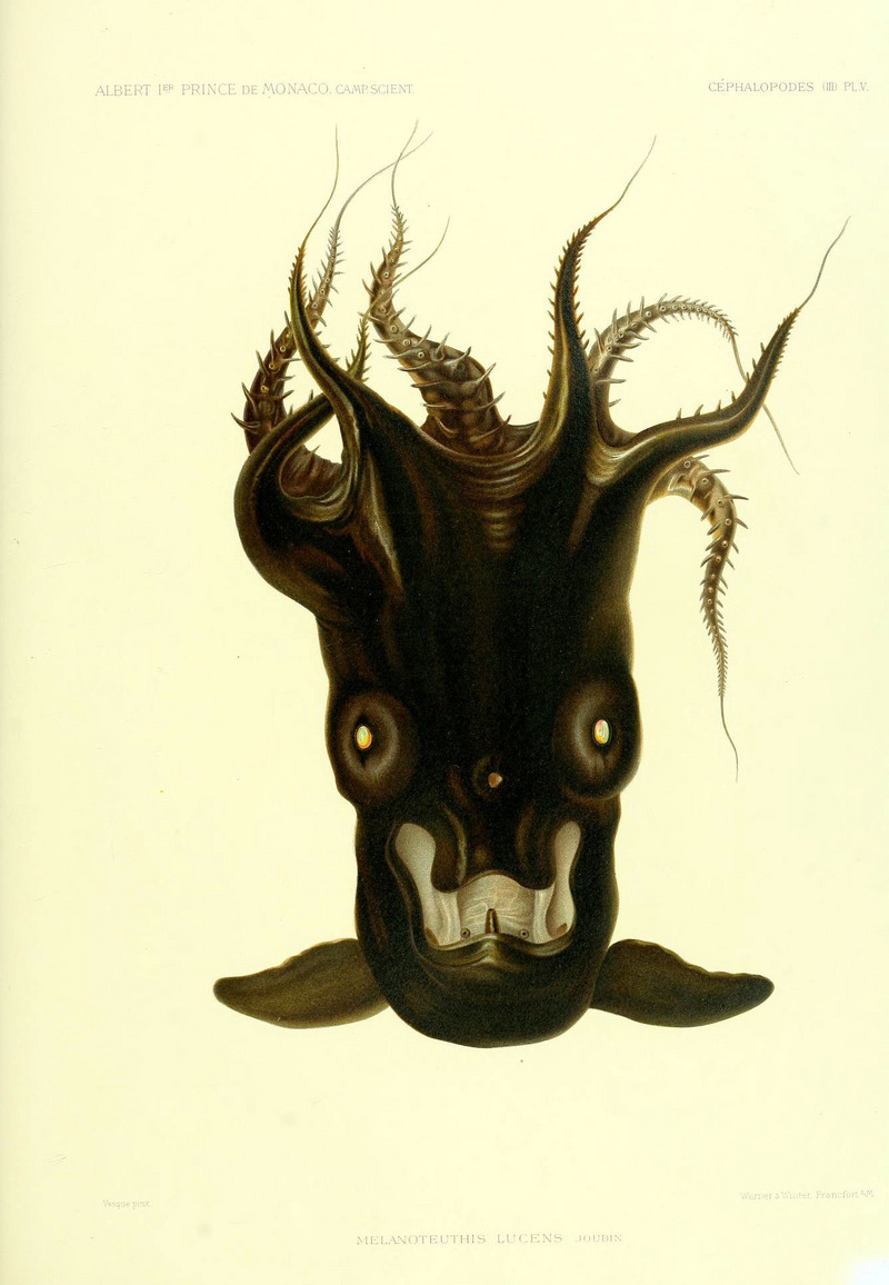 vampire squid (Vampyroteuthis infernalis); DISPLAY FULL IMAGE.