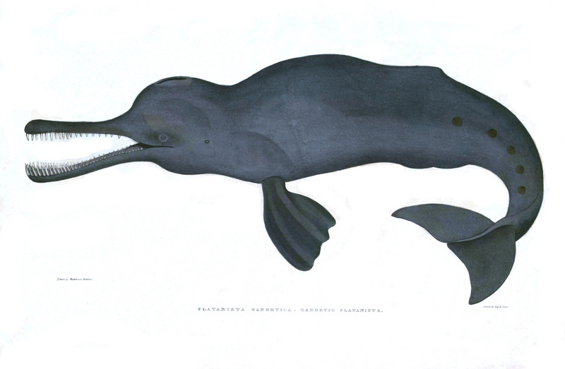 South Asian river dolphin (Platanista gangetica); DISPLAY FULL IMAGE.