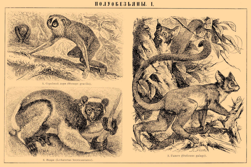 red slender loris (Loris tardigradus), indri (Indri indri), Senegal bushbaby (Galago senegalensis); DISPLAY FULL IMAGE.
