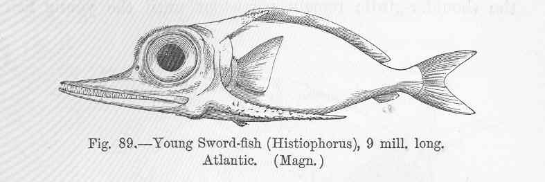 Atlantic sailfish (Istiophorus albicans); DISPLAY FULL IMAGE.