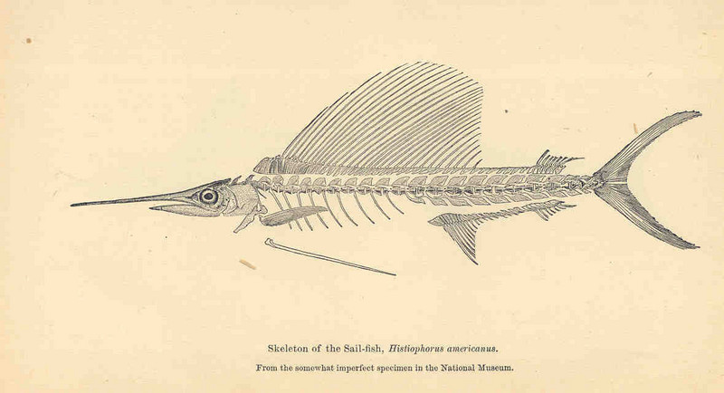 Atlantic sailfish (Istiophorus albicans); DISPLAY FULL IMAGE.