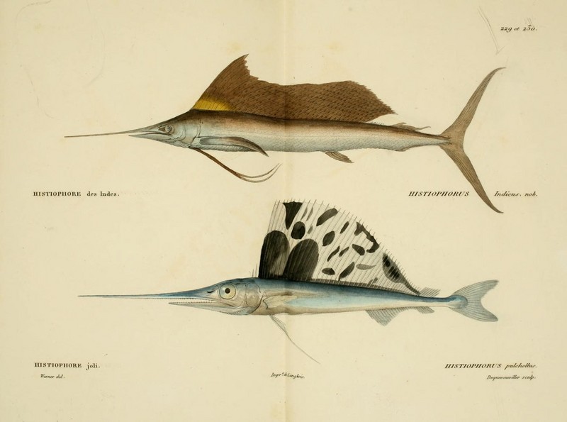 Indo-Pacific sailfish (Istiophorus platypterus), Atlantic sailfish (Istiophorus albicans); DISPLAY FULL IMAGE.