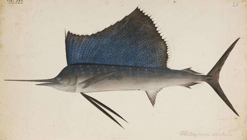 Indo-Pacific sailfish (Istiophorus platypterus); DISPLAY FULL IMAGE.