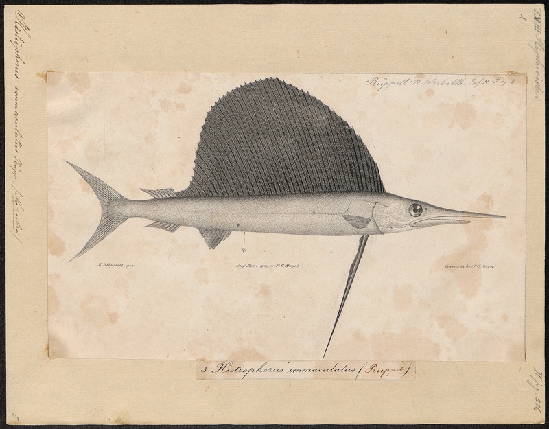 Indo-Pacific sailfish (Istiophorus platypterus); DISPLAY FULL IMAGE.