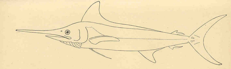 Atlantic white marlin (Kajikia albidus); DISPLAY FULL IMAGE.