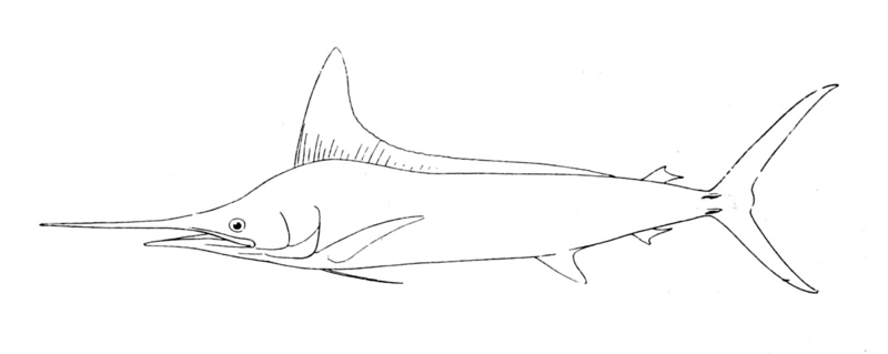 striped marlin (Kajikia audax); DISPLAY FULL IMAGE.
