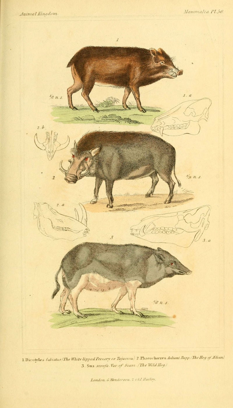 white-lipped peccary (Tayassu pecari), Eritrean warthog (Phacochoerus africanus aeliani), wild boar (Sus scrofa); DISPLAY FULL IMAGE.