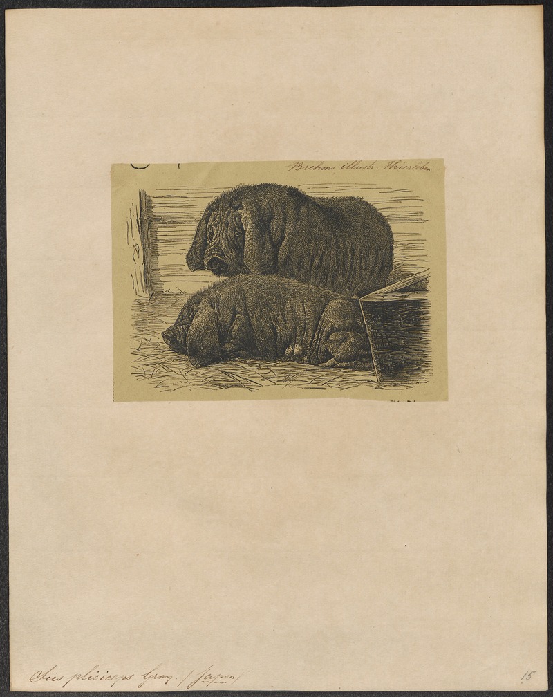 wild boar (Sus scrofa leucomystax); DISPLAY FULL IMAGE.
