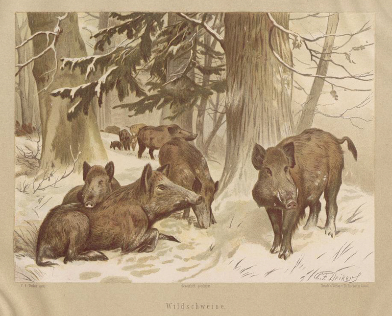 wild boar (Sus scrofa); DISPLAY FULL IMAGE.