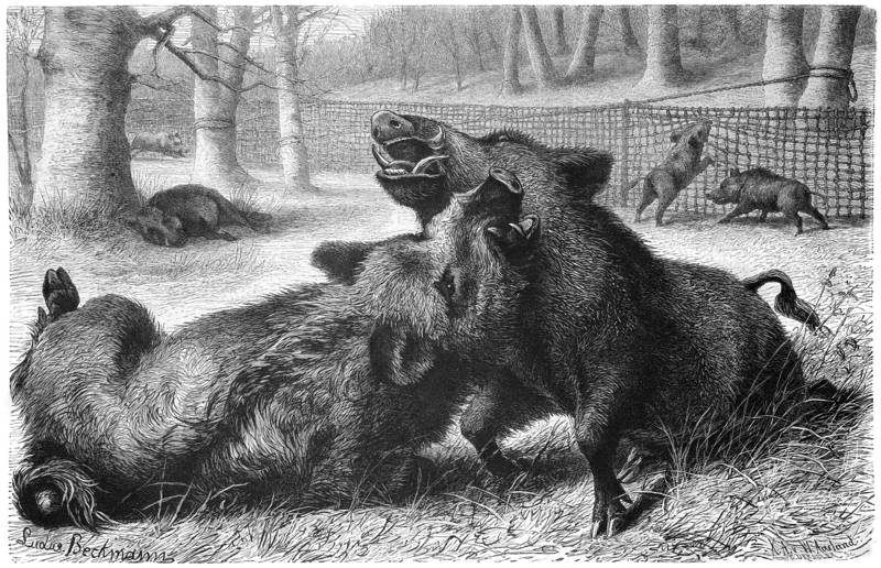 wild boar (Sus scrofa); DISPLAY FULL IMAGE.