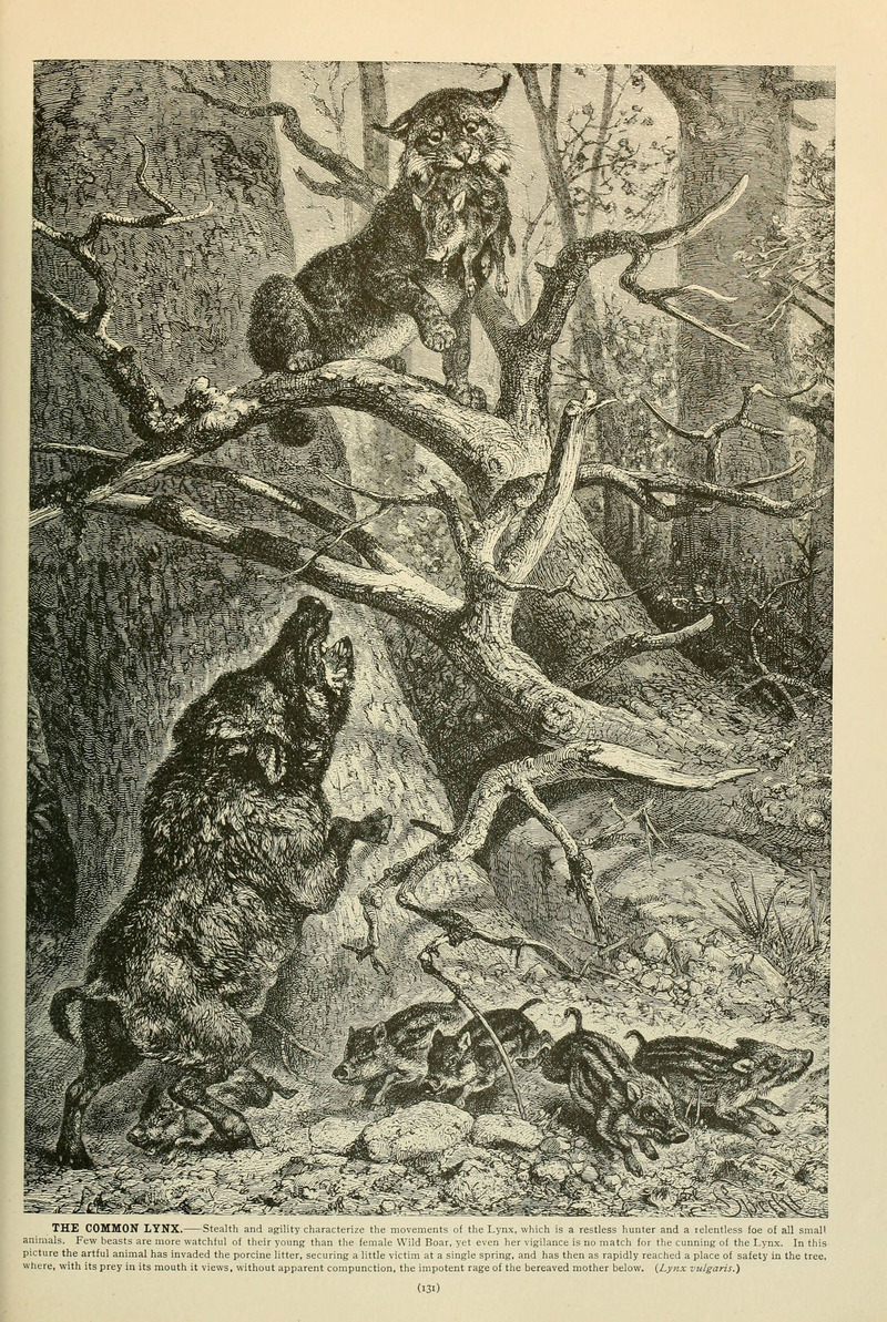 Eurasian lynx (Lynx lynx) & wild boar (Sus scrofa); DISPLAY FULL IMAGE.