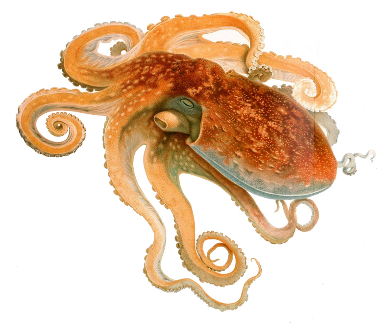 curled octopus (Eledone cirrhosa); DISPLAY FULL IMAGE.