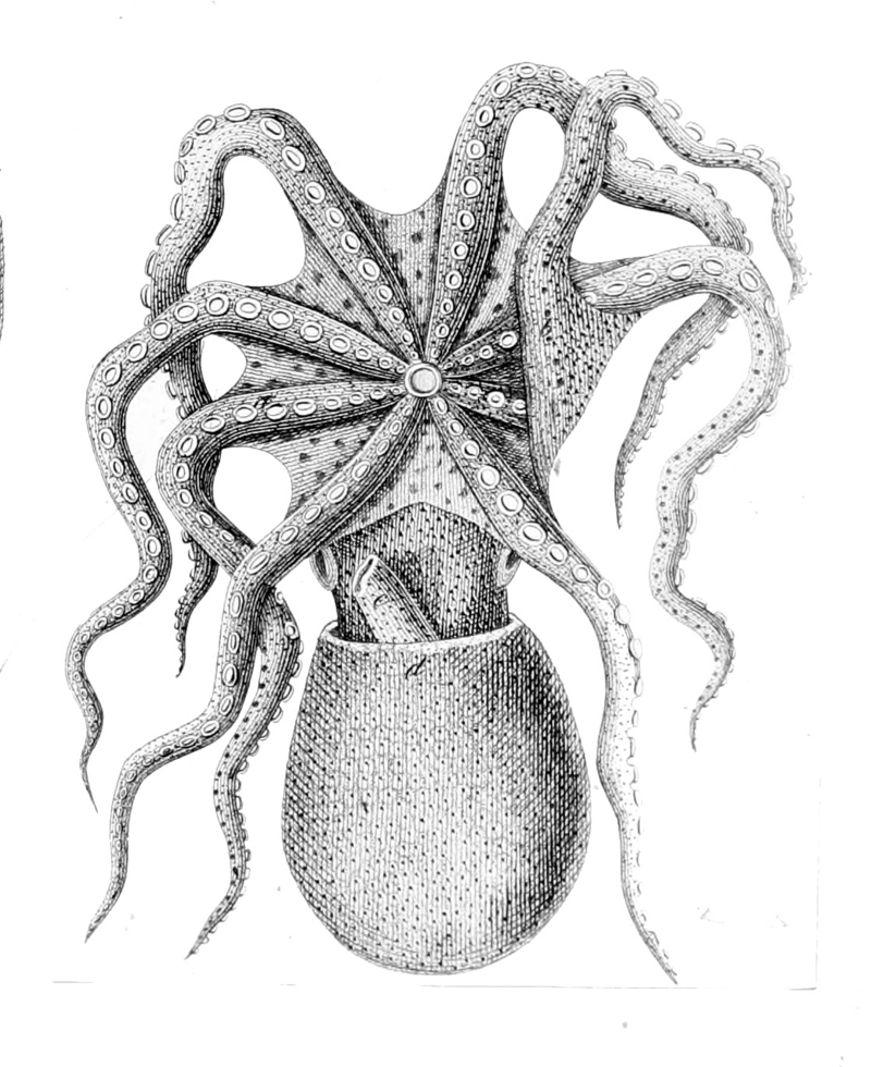 curled octopus (Eledone cirrhosa); DISPLAY FULL IMAGE.
