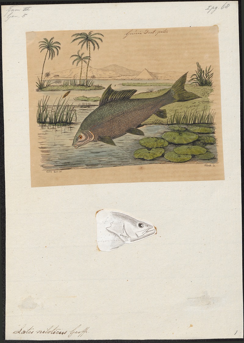 Nile perch (Lates niloticus); DISPLAY FULL IMAGE.