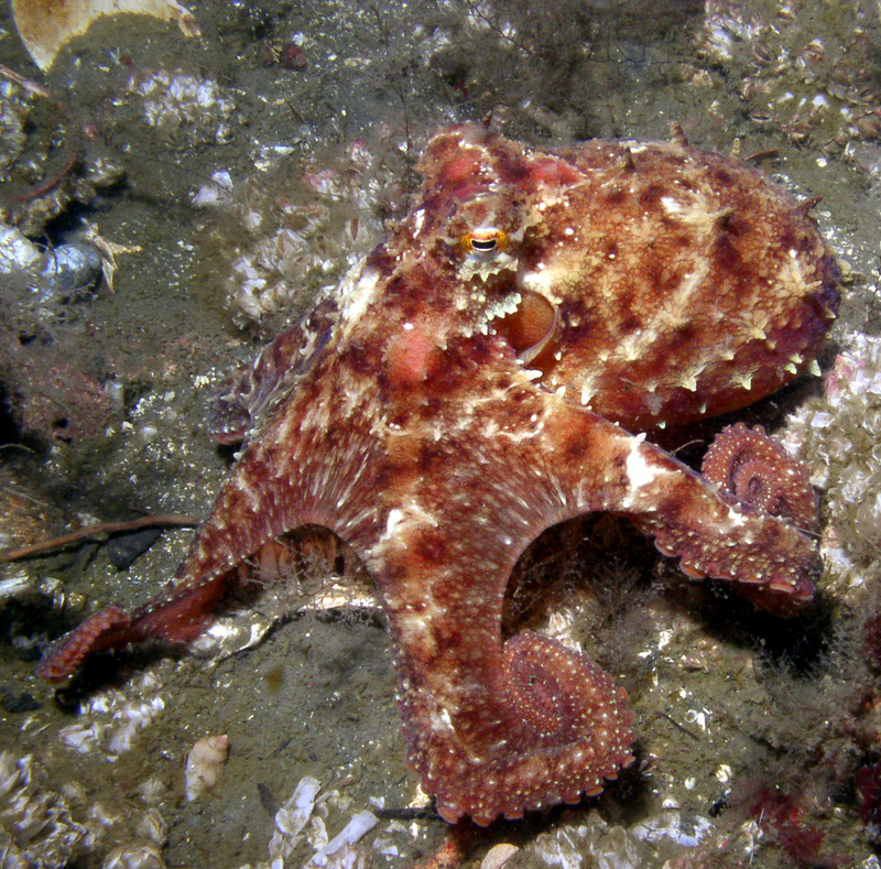 East Pacific red octopus, ruby octopus (Octopus rubescens); DISPLAY FULL IMAGE.
