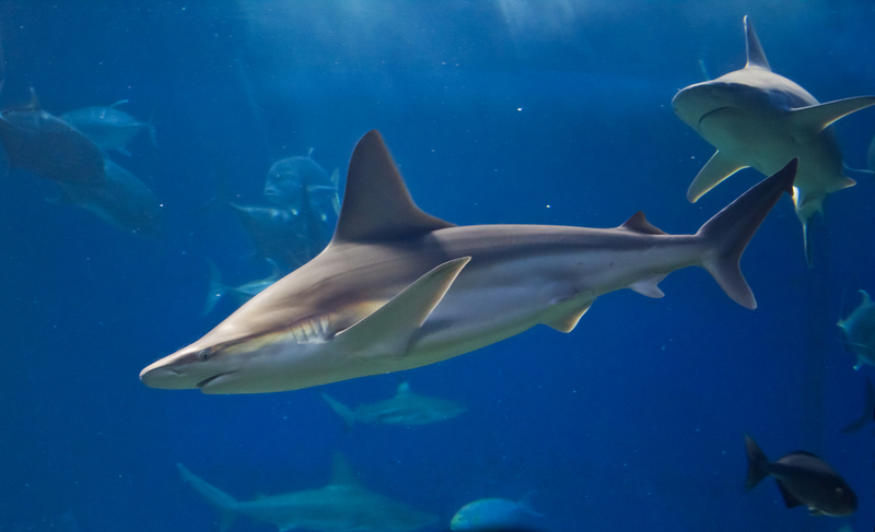 sandbar shark (Carcharhinus plumbeus); DISPLAY FULL IMAGE.