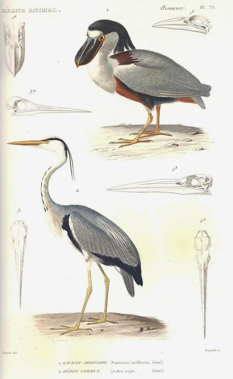 boat-billed heron (Cochlearius cochlearius), grey heron (Ardea cinerea); DISPLAY FULL IMAGE.