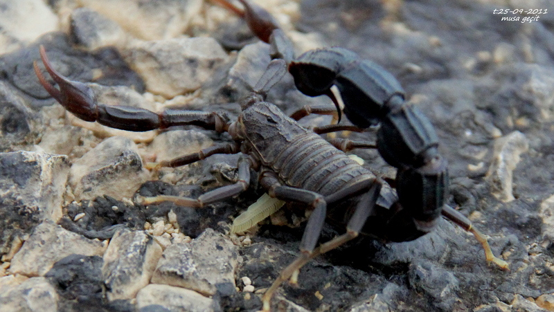 Arabian fat-tailed scorpion (Androctonus crassicauda); DISPLAY FULL IMAGE.