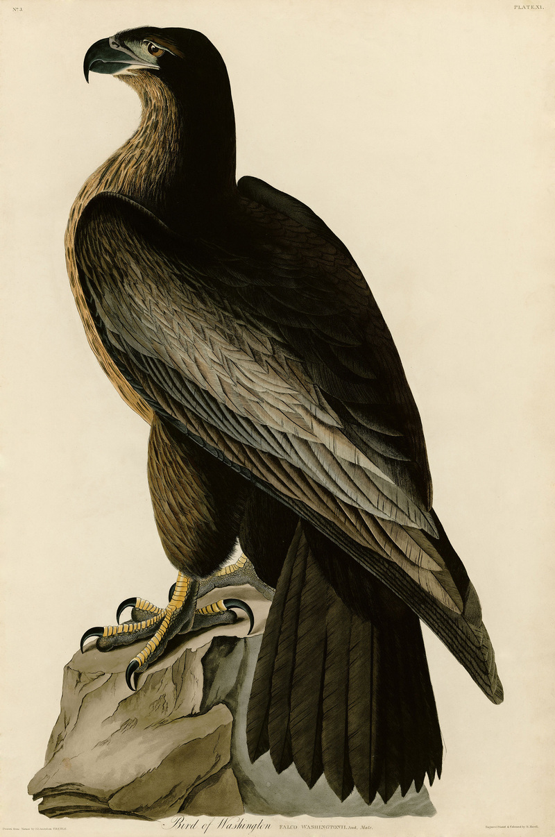 bald eagle (Haliaeetus leucocephalus); DISPLAY FULL IMAGE.