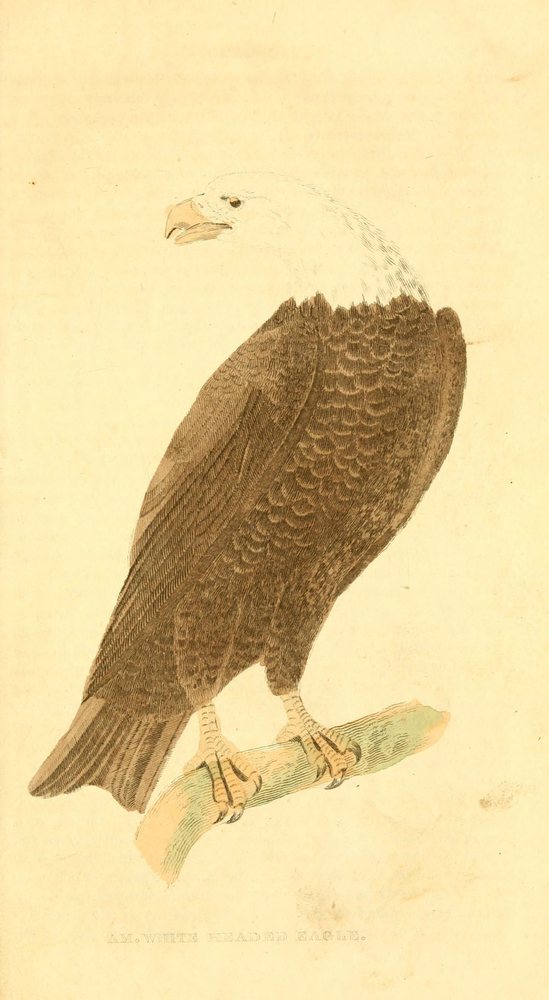 bald eagle (Haliaeetus leucocephalus); DISPLAY FULL IMAGE.