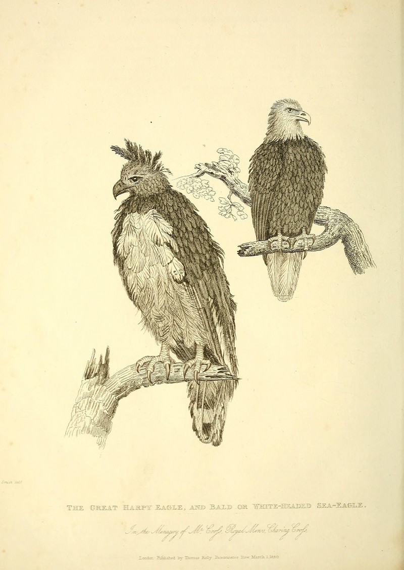 harpy eagle (Harpia harpyja), bald eagle (Haliaeetus leucocephalus); DISPLAY FULL IMAGE.