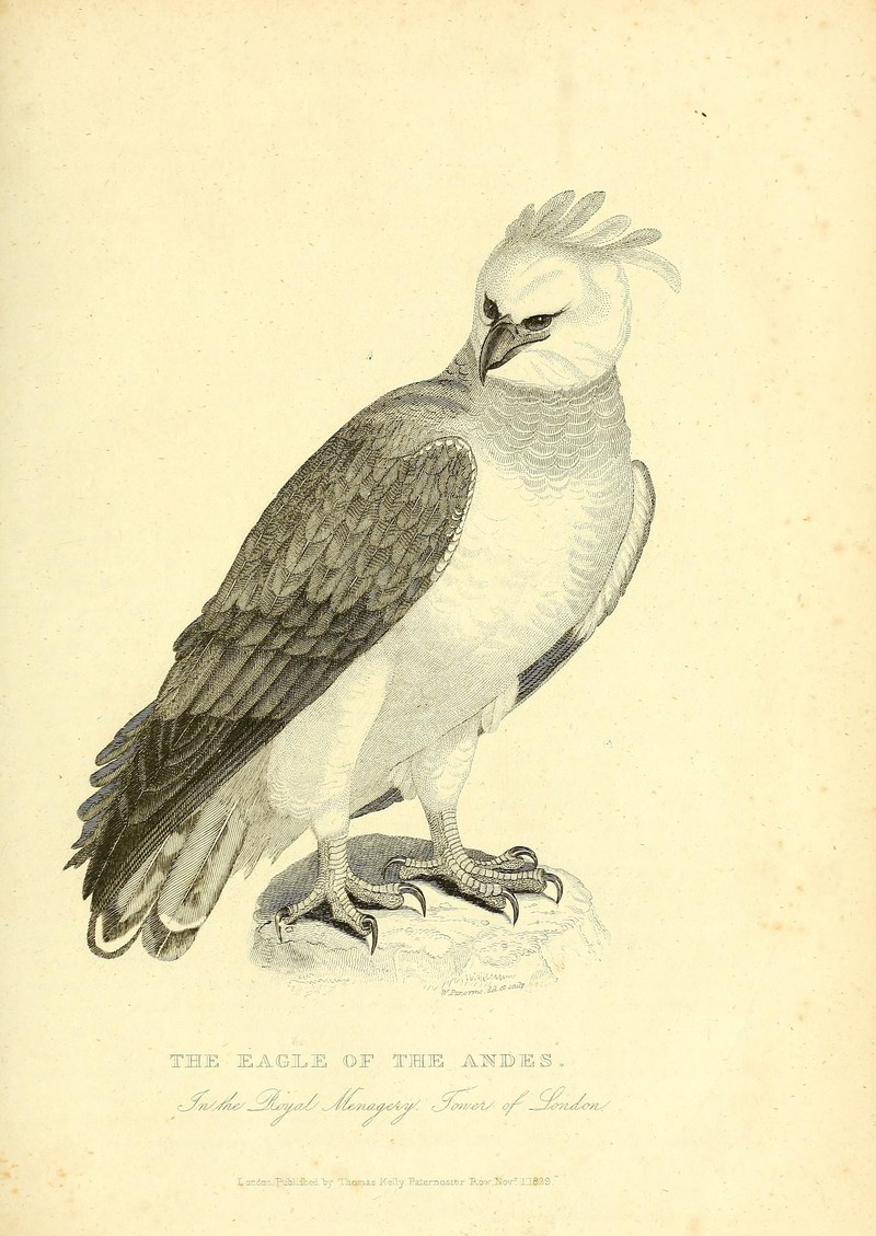 harpy eagle (Harpia harpyja); DISPLAY FULL IMAGE.