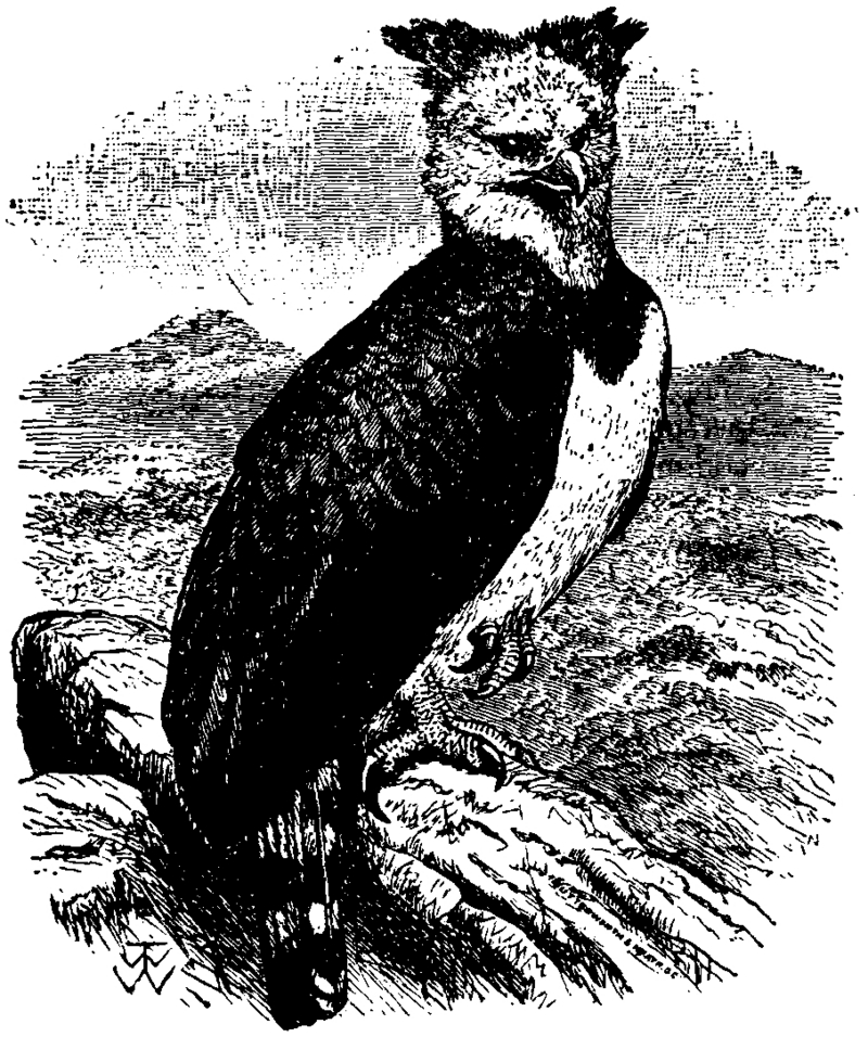 harpy eagle (Harpia harpyja); DISPLAY FULL IMAGE.