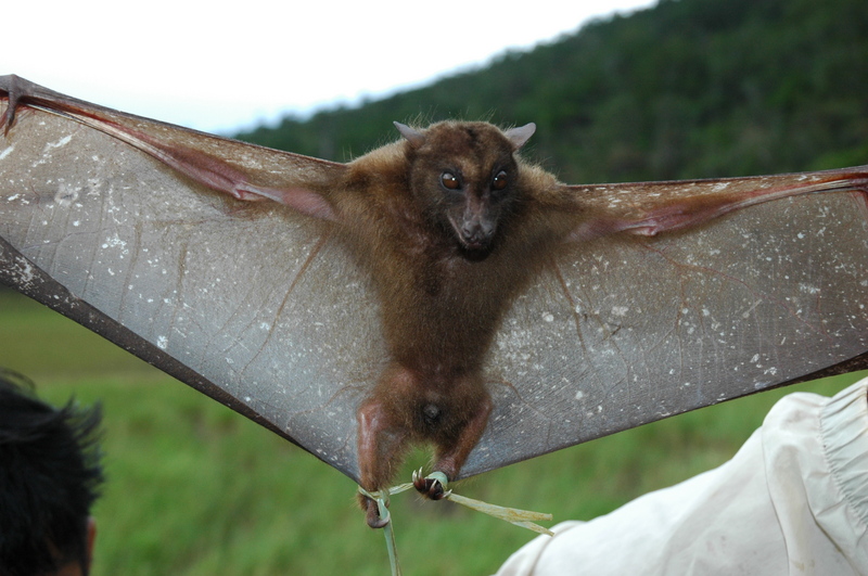 harpy fruit bat (Harpyionycteris whiteheadi); DISPLAY FULL IMAGE.