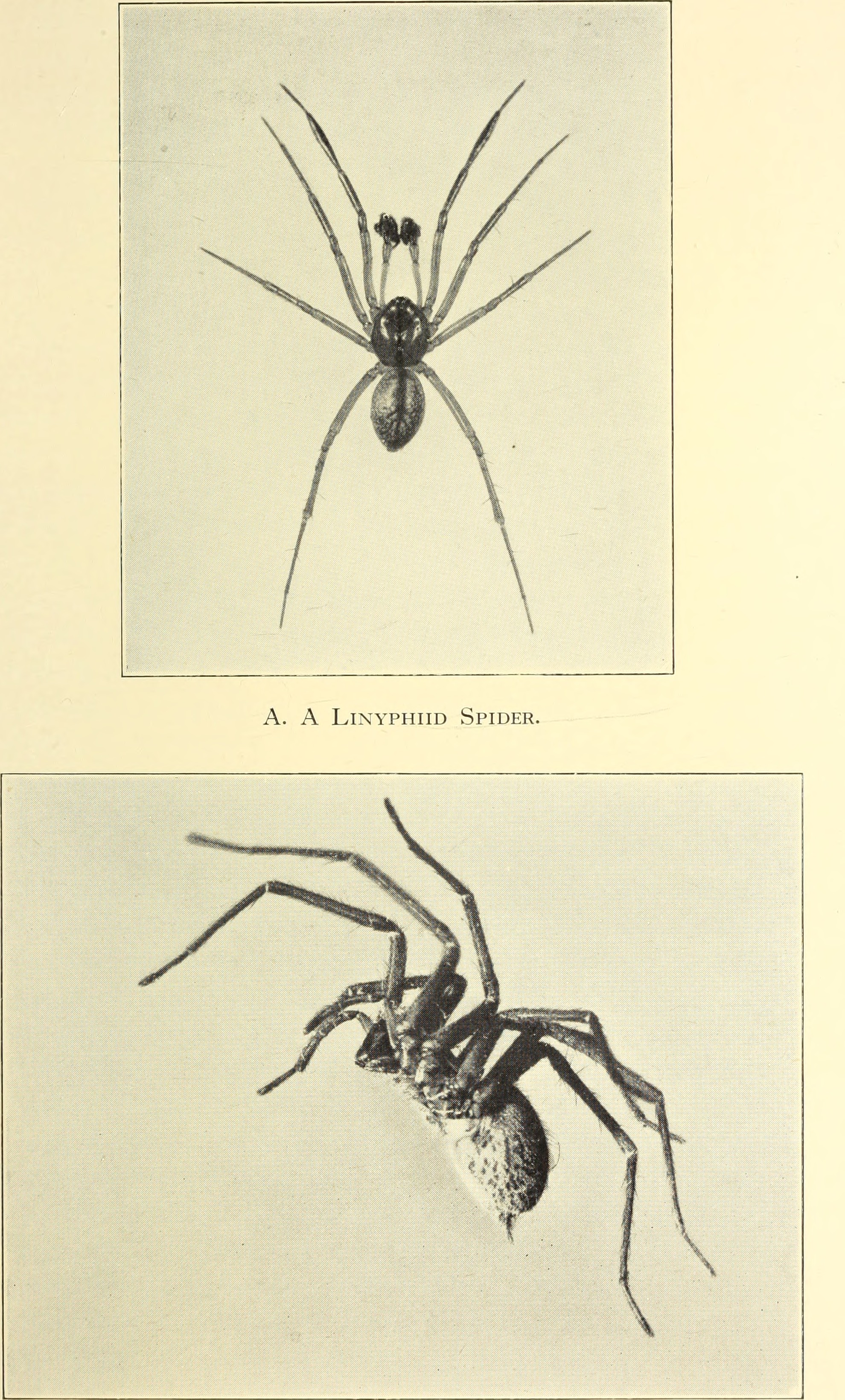 barn funnel weaver, domestic house spider (Tegenaria domestica); Image ONLY