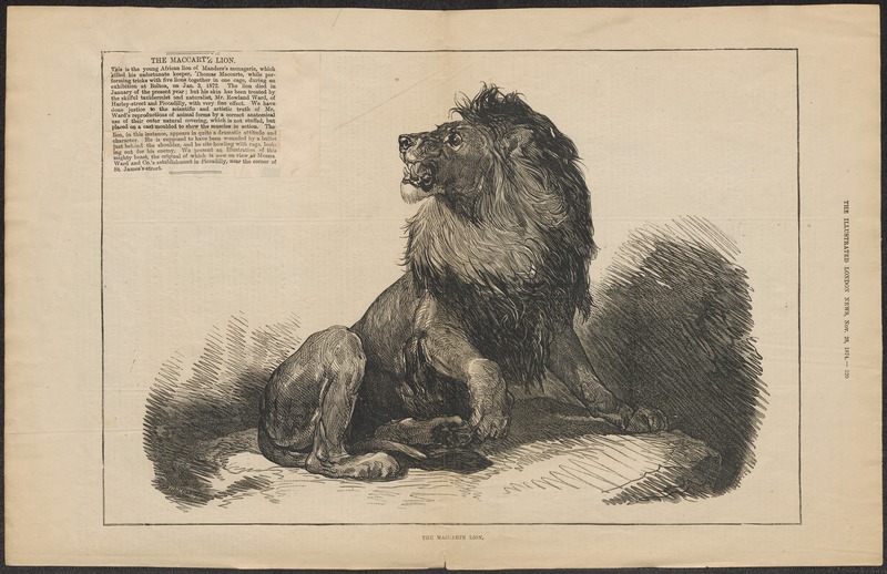 lion (Panthera leo); DISPLAY FULL IMAGE.
