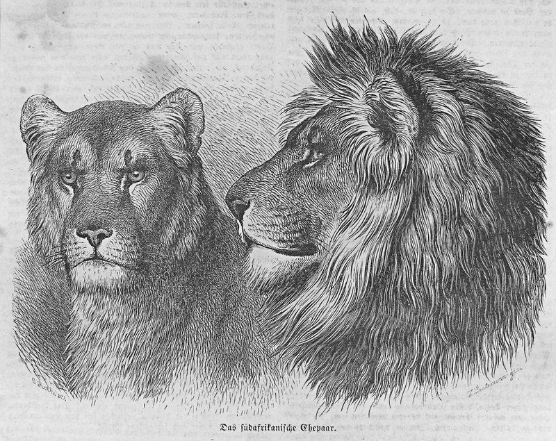 lion (Panthera leo); DISPLAY FULL IMAGE.
