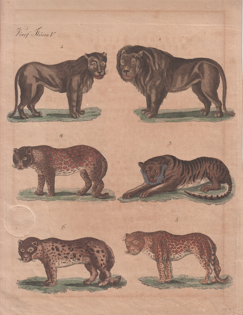 lion (Panthera leo), tiger (Panthera tigris), leopard (Panthera pardus), jaguar (Panthera onca); DISPLAY FULL IMAGE.