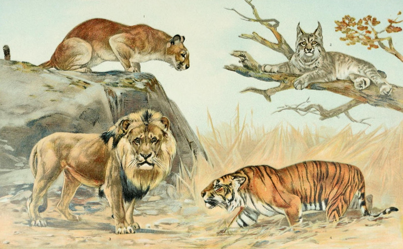 Cat Family - Felidae: cougar (Puma concolor), Canada lynx (Lynx canadensis), lion (Panthera leo), tiger (Panthera tigris); DISPLAY FULL IMAGE.