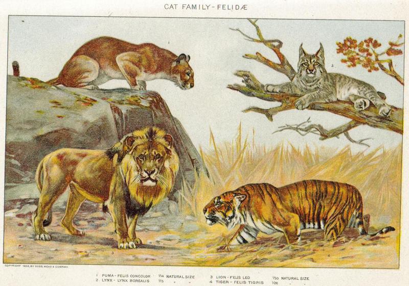 Cat Family - Felidae: cougar (Puma concolor), Canada lynx (Lynx canadensis), lion (Panthera leo), tiger (Panthera tigris); DISPLAY FULL IMAGE.