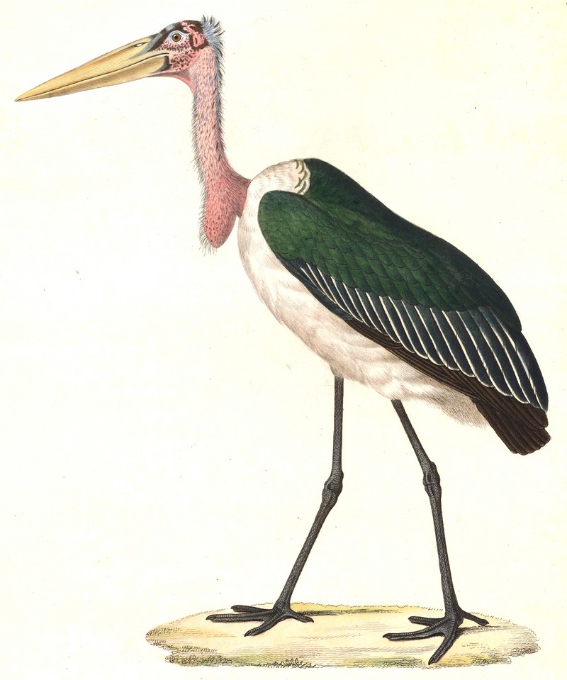 marabou stork (Leptoptilos crumenifer); DISPLAY FULL IMAGE.