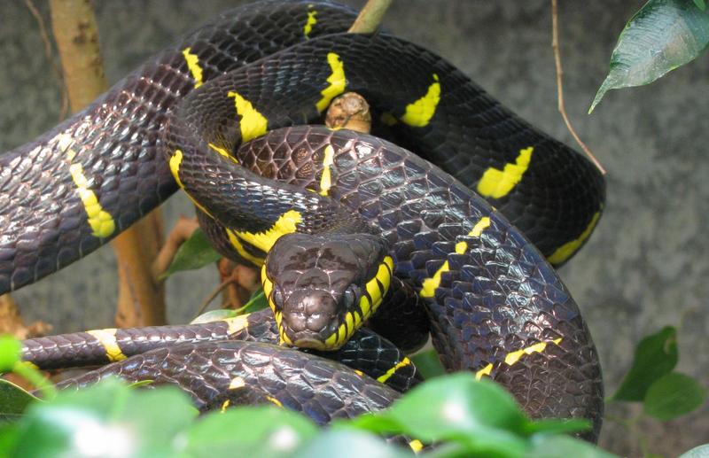 mangrove snake, gold-ringed cat snake (Boiga dendrophila); DISPLAY FULL IMAGE.
