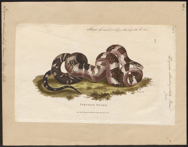 mangrove snake, gold-ringed cat snake (Boiga dendrophila); DISPLAY FULL IMAGE.