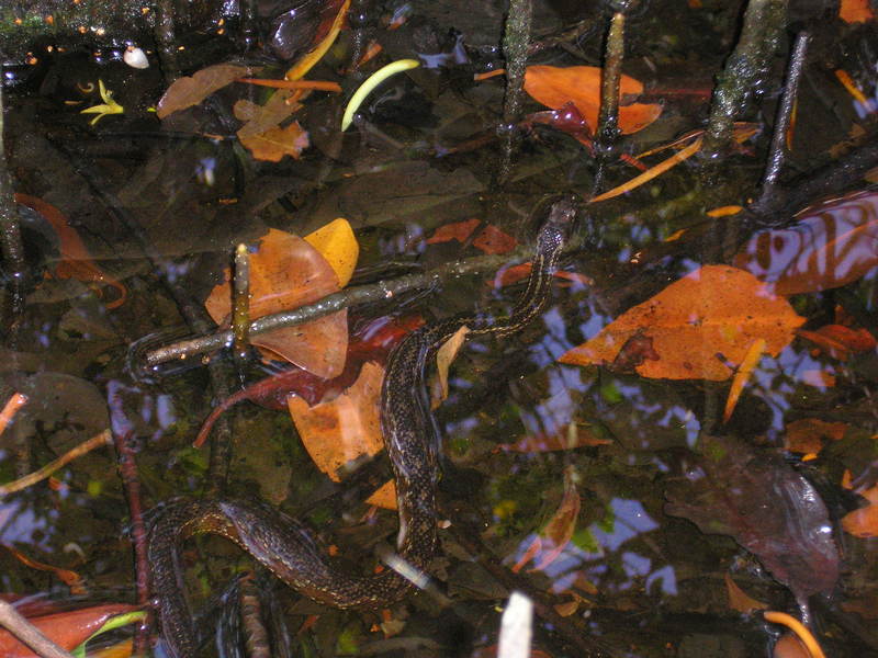 mangrove salt marsh snake (Nerodia clarkii compressicauda); DISPLAY FULL IMAGE.