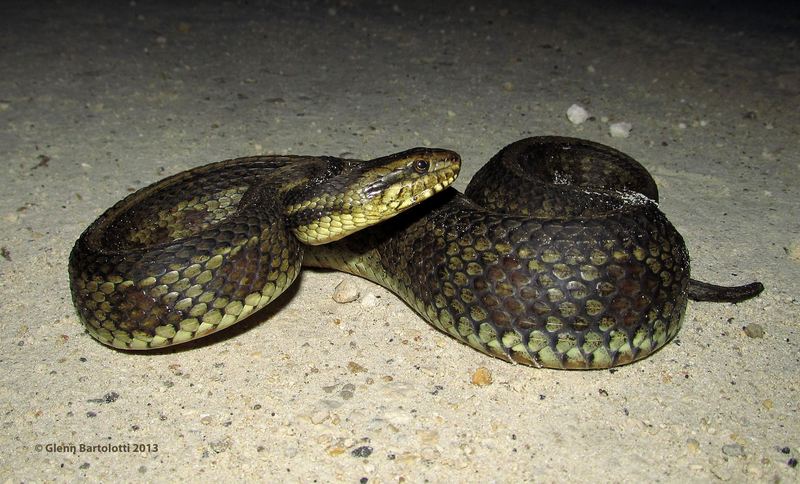 gulf salt marsh snake (Nerodia clarkii clarkii); DISPLAY FULL IMAGE.