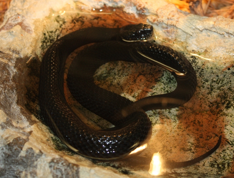 salt marsh snake (Nerodia clarkii); DISPLAY FULL IMAGE.