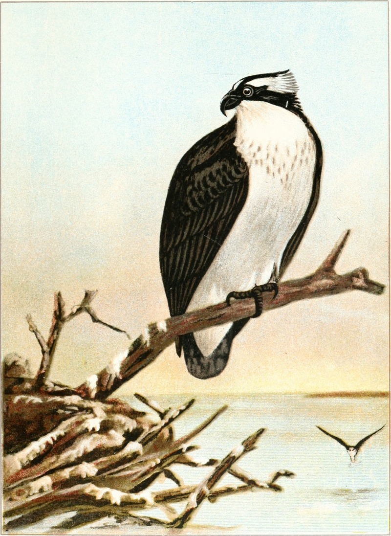 osprey, fish eagle (Pandion haliaetus); DISPLAY FULL IMAGE.