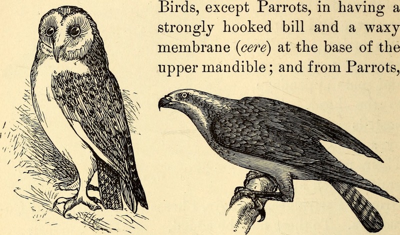 barn owl (Tyto alba), osprey (Pandion haliaetus); DISPLAY FULL IMAGE.