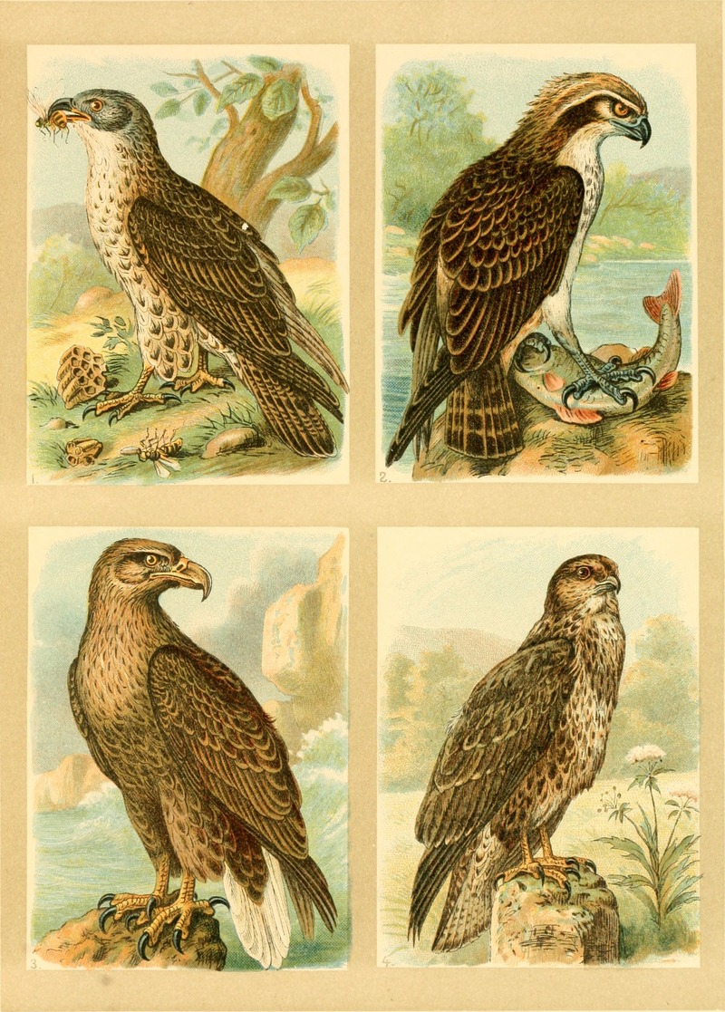 European honey buzzard (Pernis apivorus), white-tailed eagle (Haliaeetus albicilla), osprey (Pandion haliaetus), common buzzard (Buteo buteo); DISPLAY FULL IMAGE.